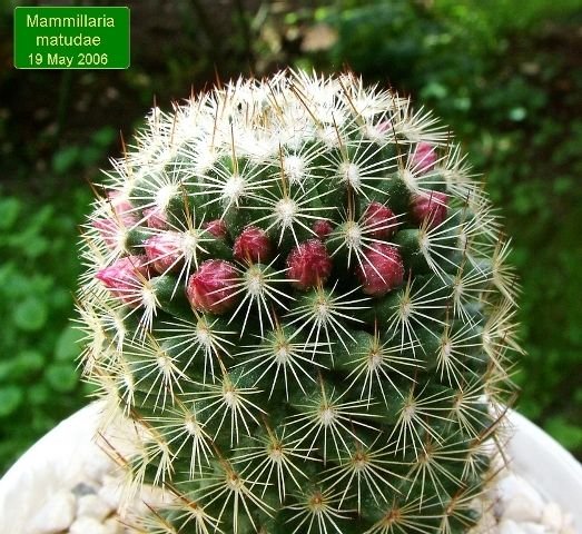 Mammillaria_ matudae_ 04